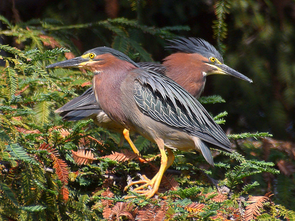 GreenHeron.jpg