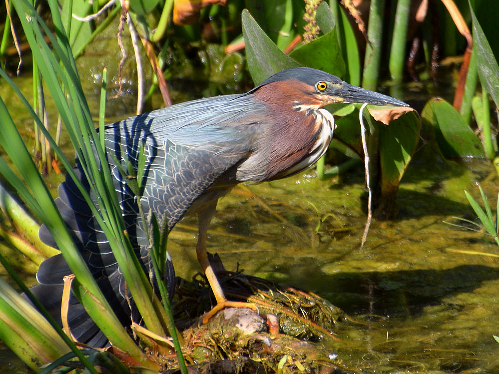GreenHeron.jpg