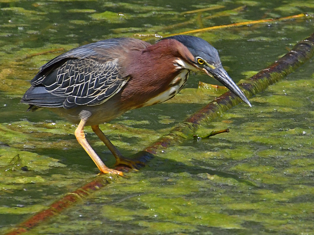 GreenHeron.jpg