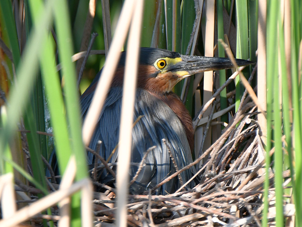 GreenHeron.jpg