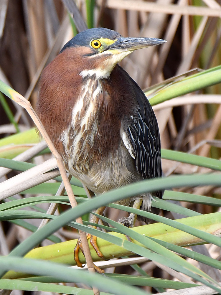 GreenHeron.jpg