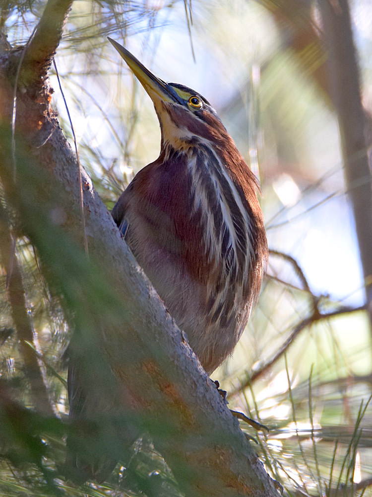 GreenHeron.jpg