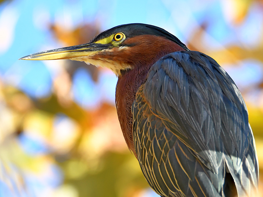 GreenHeron.jpg