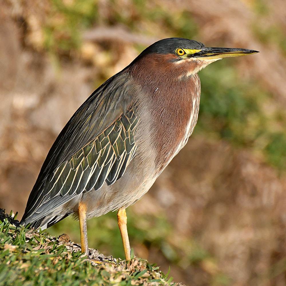 GreenHeron.jpg
