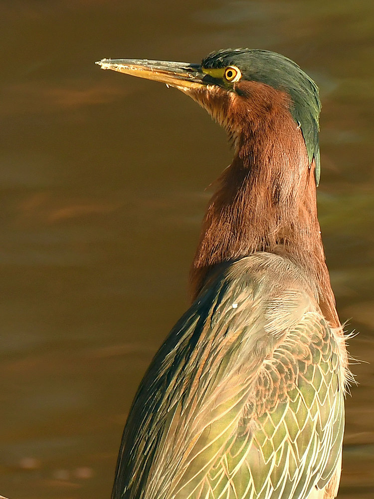 GreenHeron.jpg