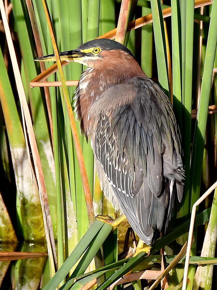 GreenHeron.jpg
