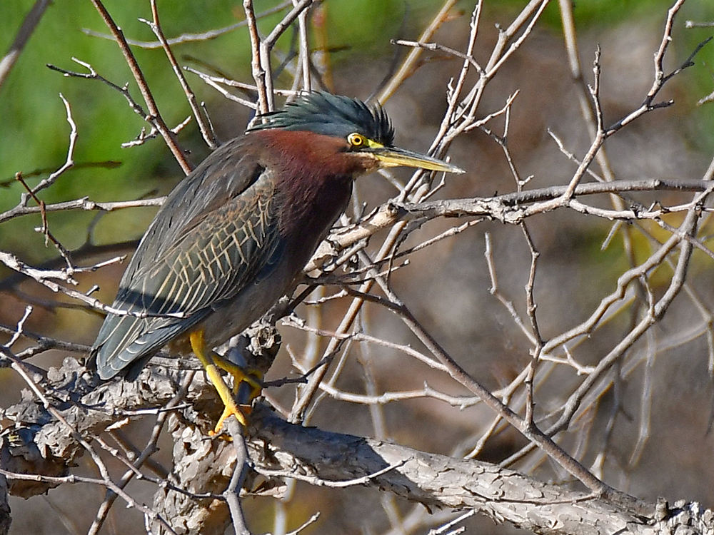 GreenHeron.jpg