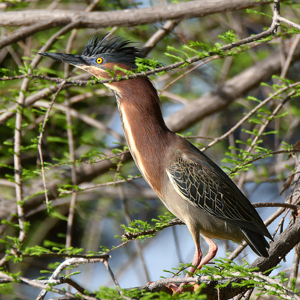 GreenHeron.jpg