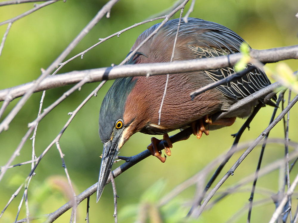 GreenHeron.jpg