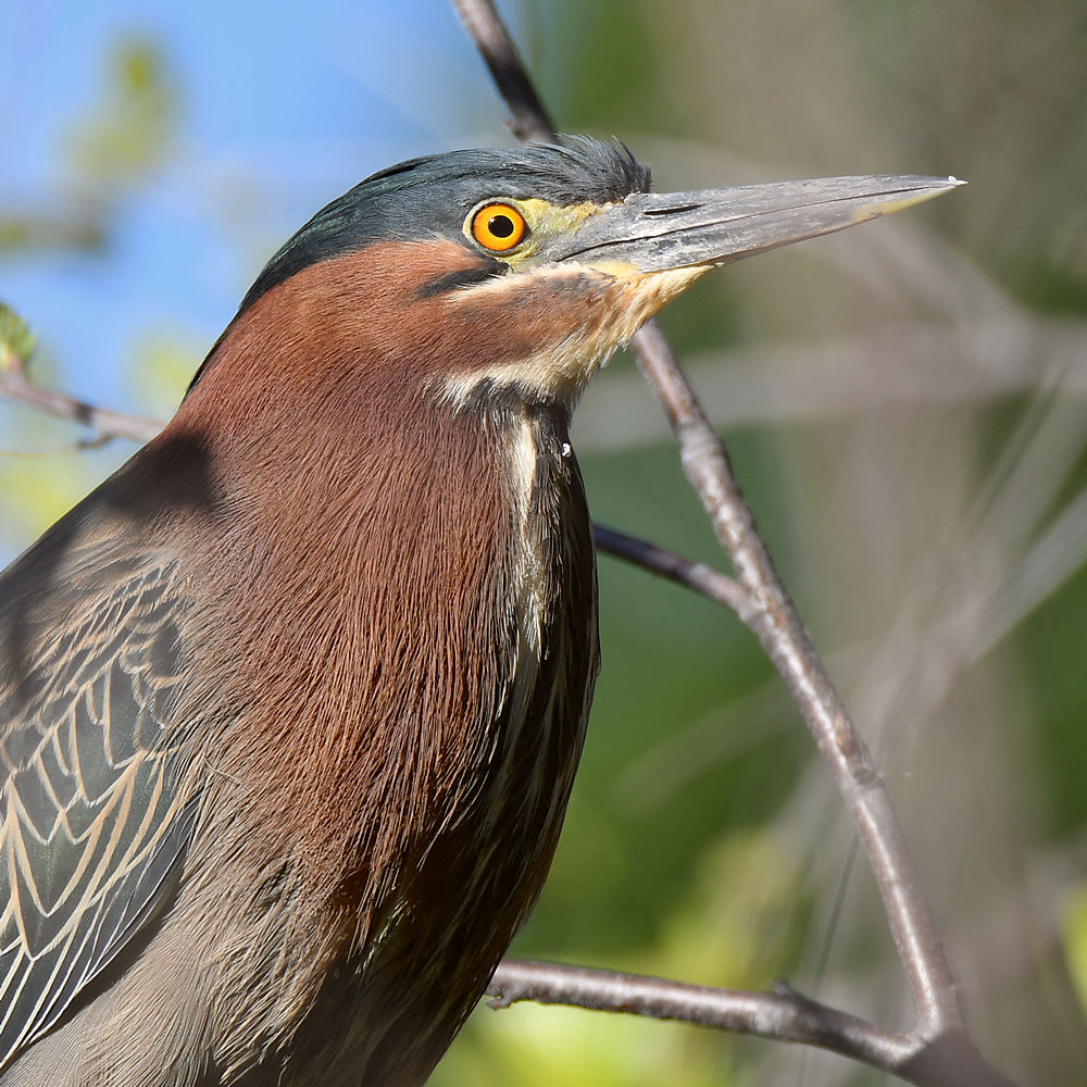 GreenHeron.jpg