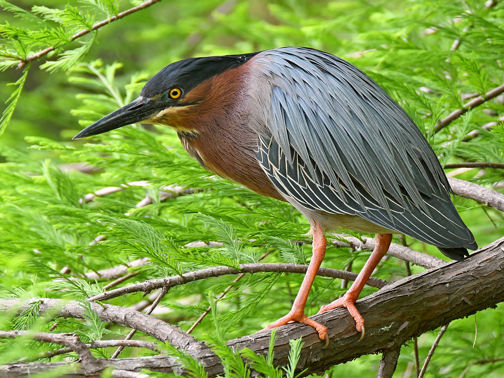 GreenHeron.jpg