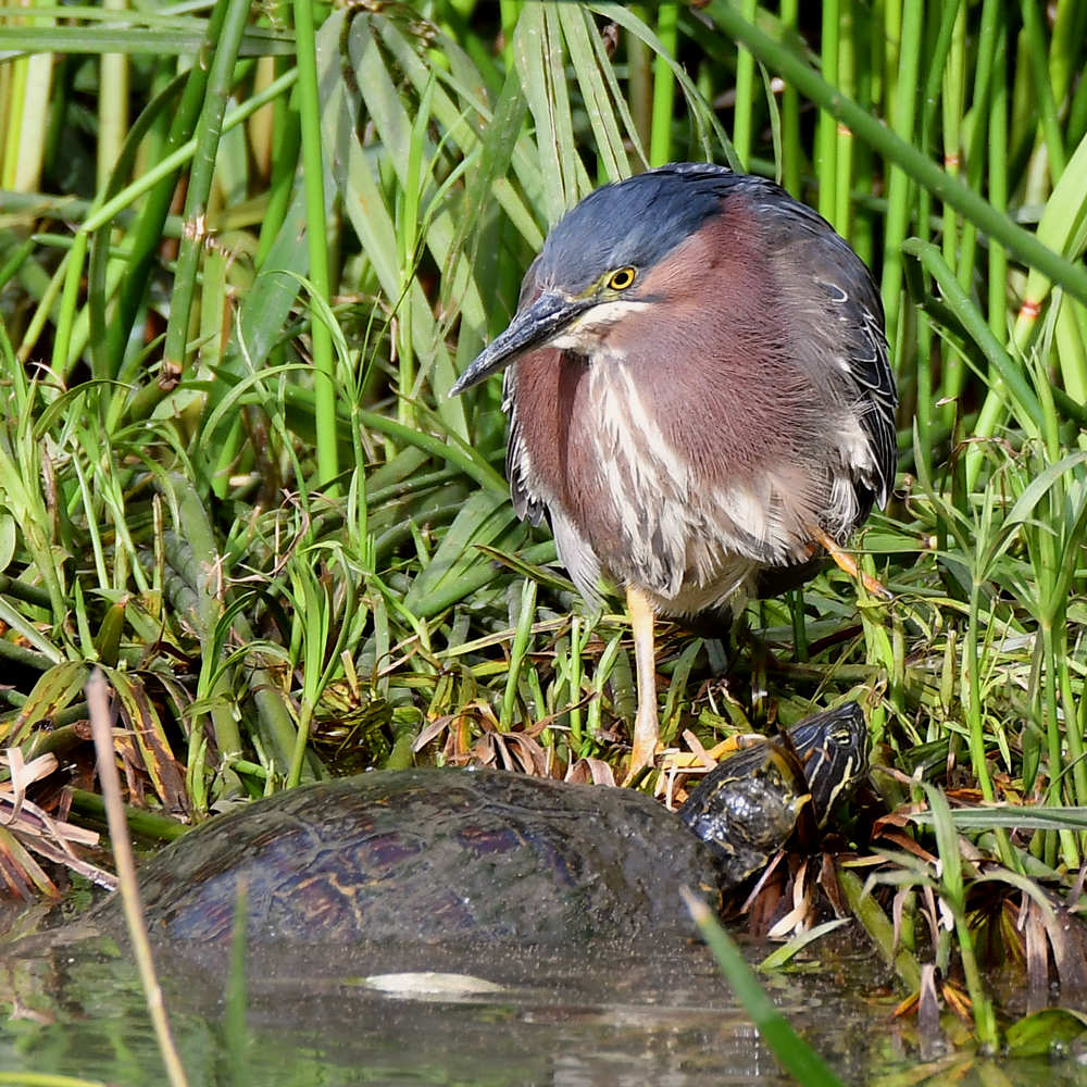 GreenHeron.jpg