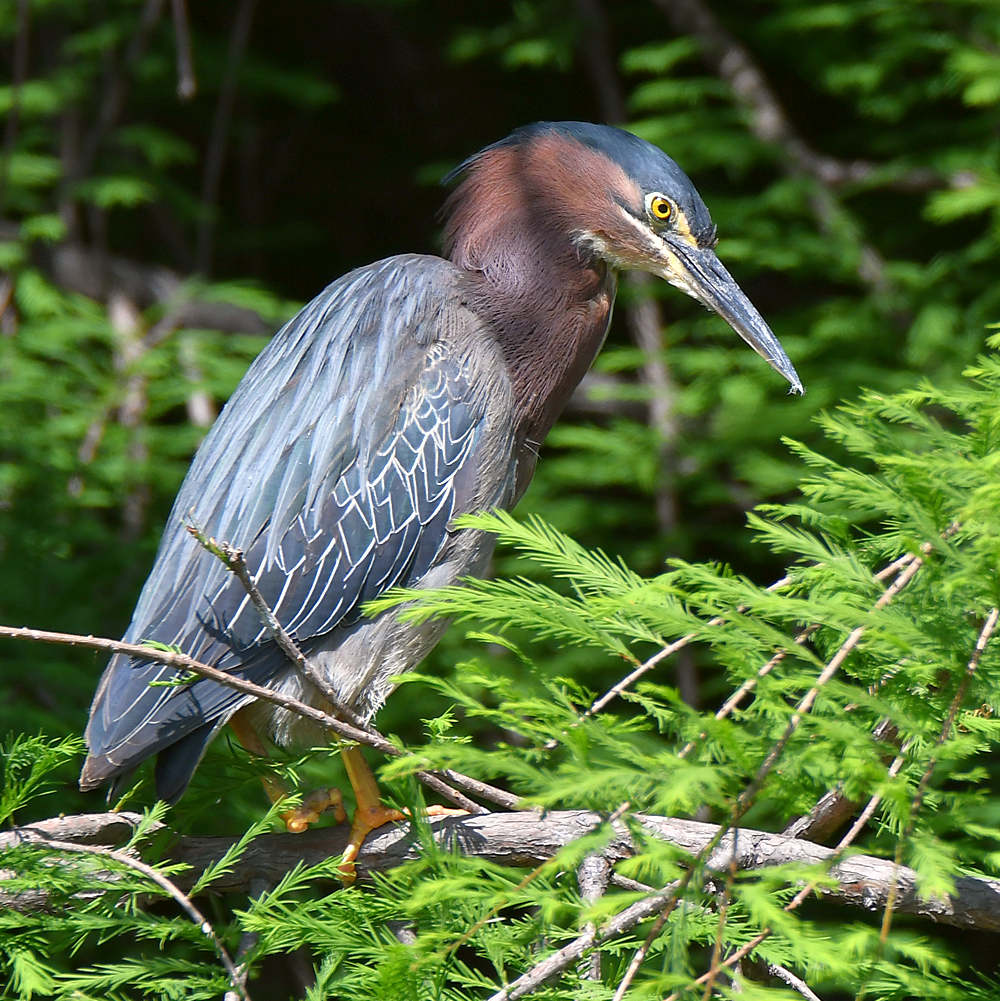 GreenHeron.jpg