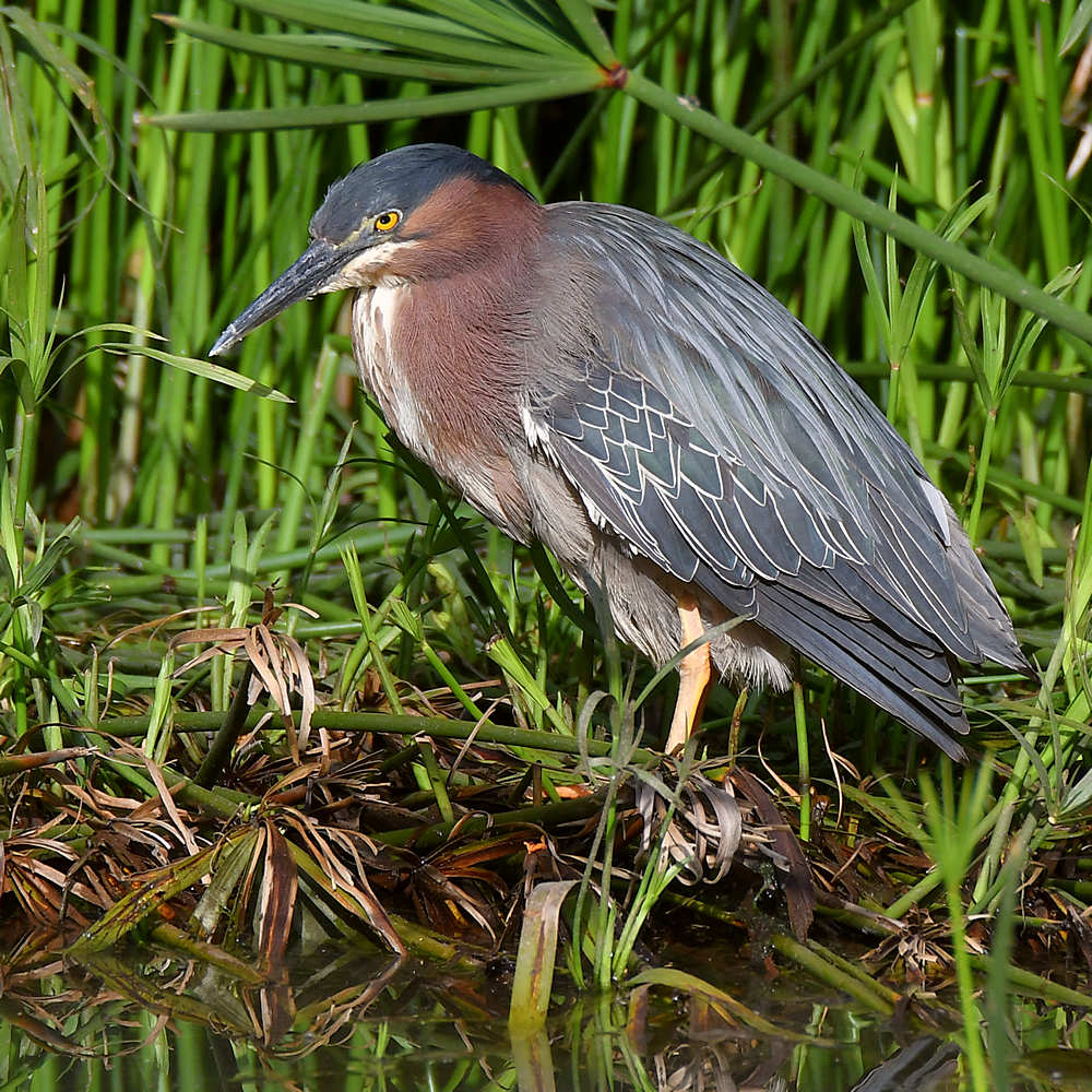 GreenHeron.jpg