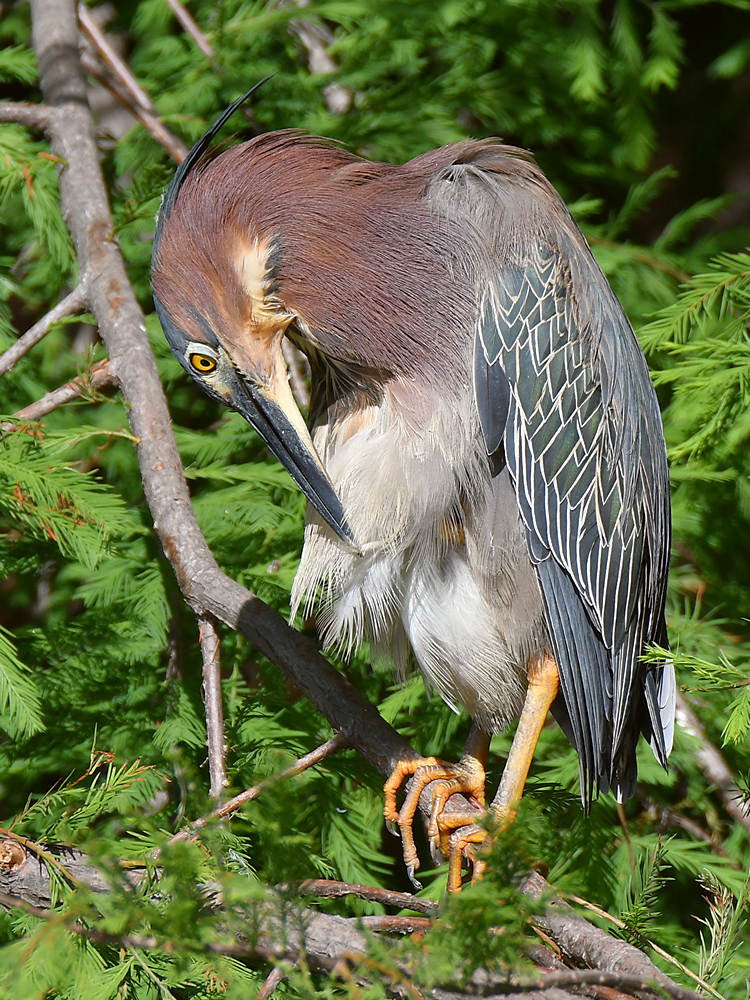GreenHeron.jpg
