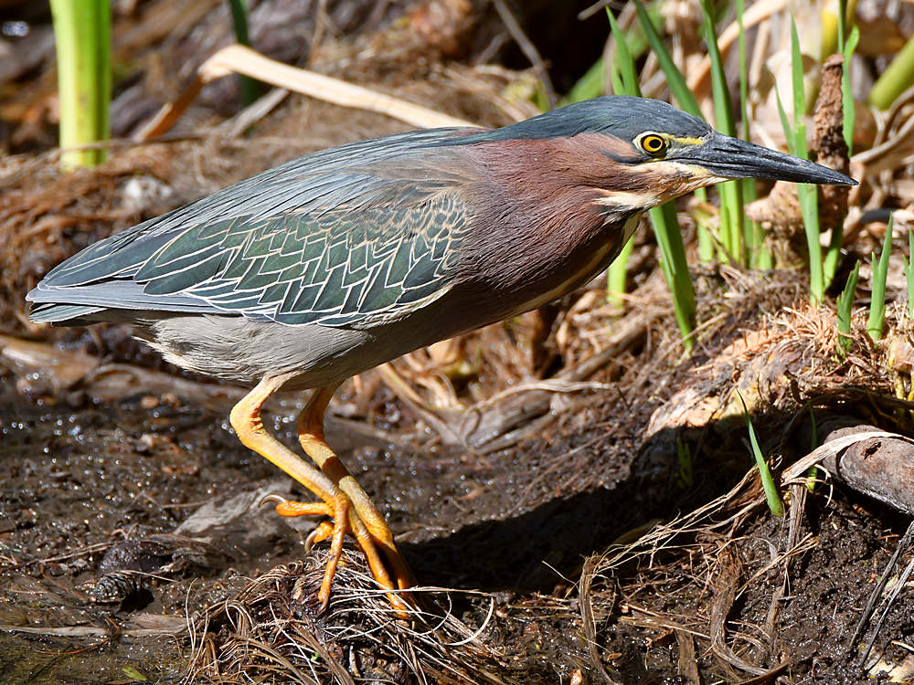 GreenHeron.jpg
