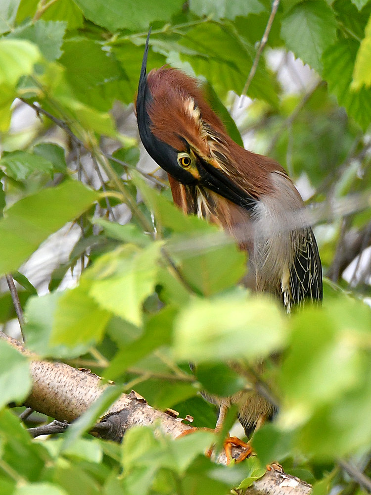 GreenHeron.jpg