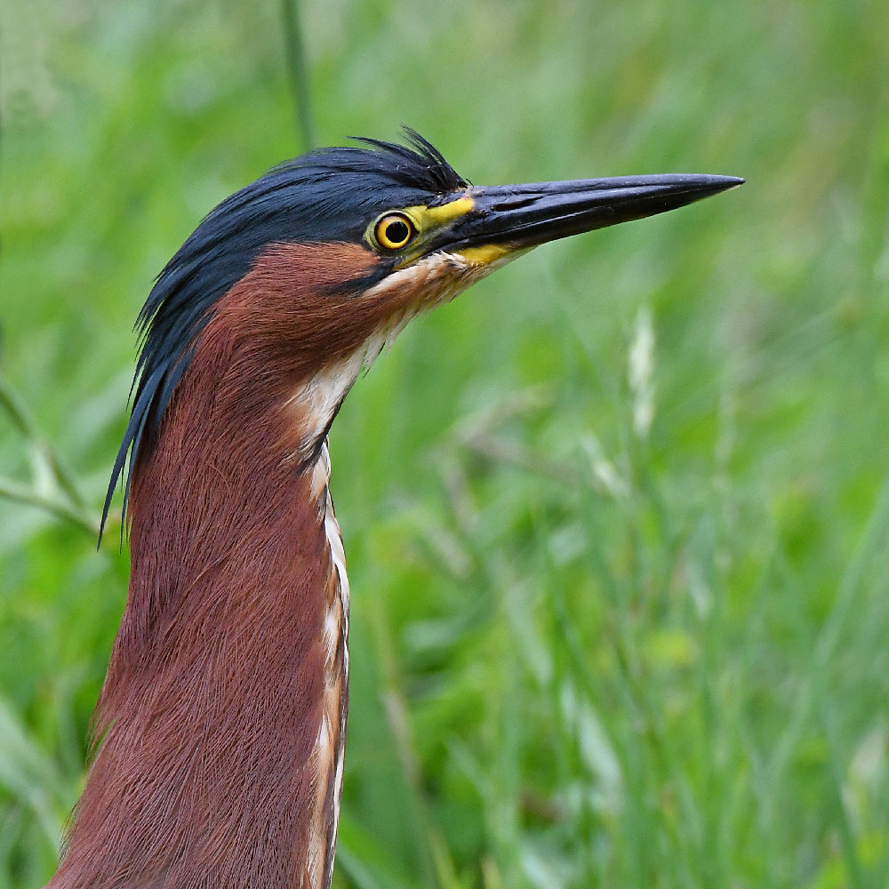 GreenHeron.jpg