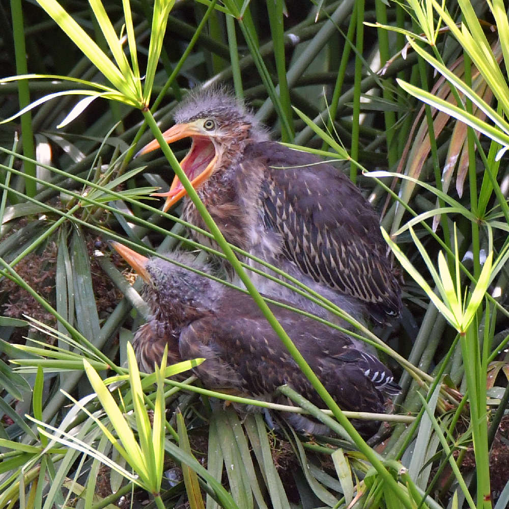 GreenHeron.jpg