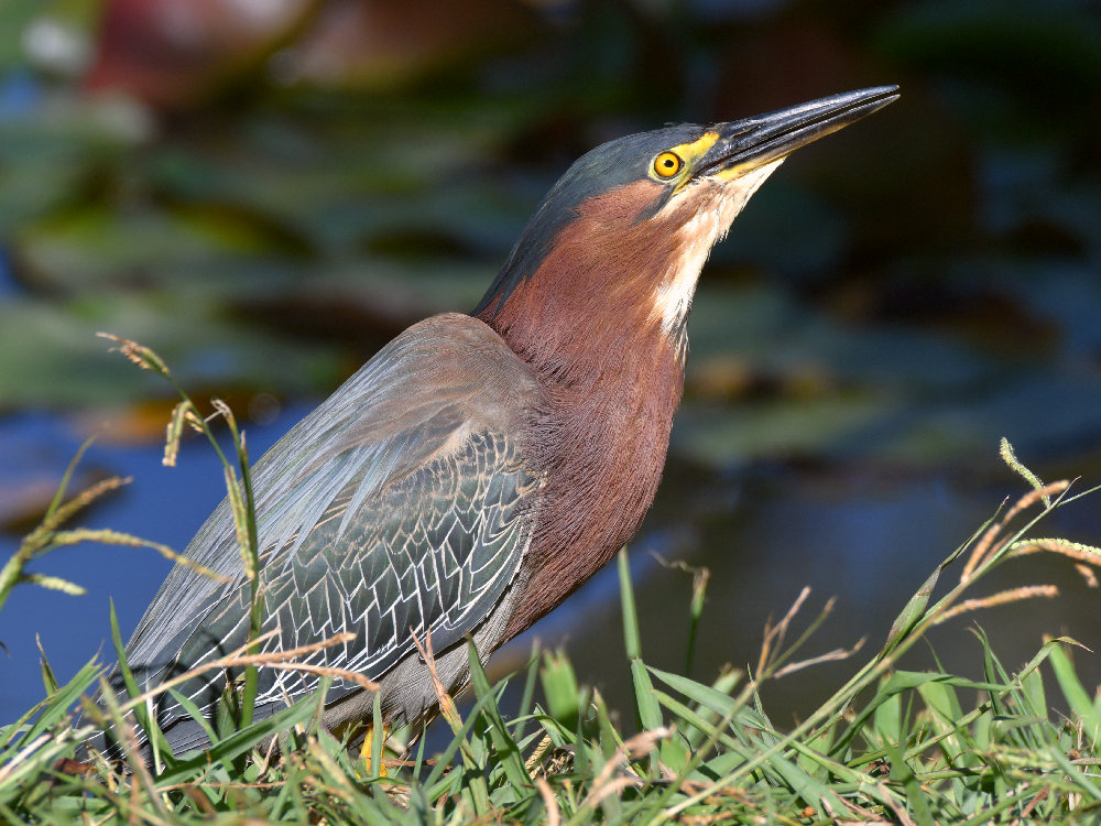 GreenHeron.jpg