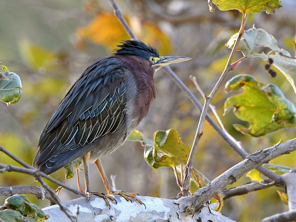 GreenHeron.jpg