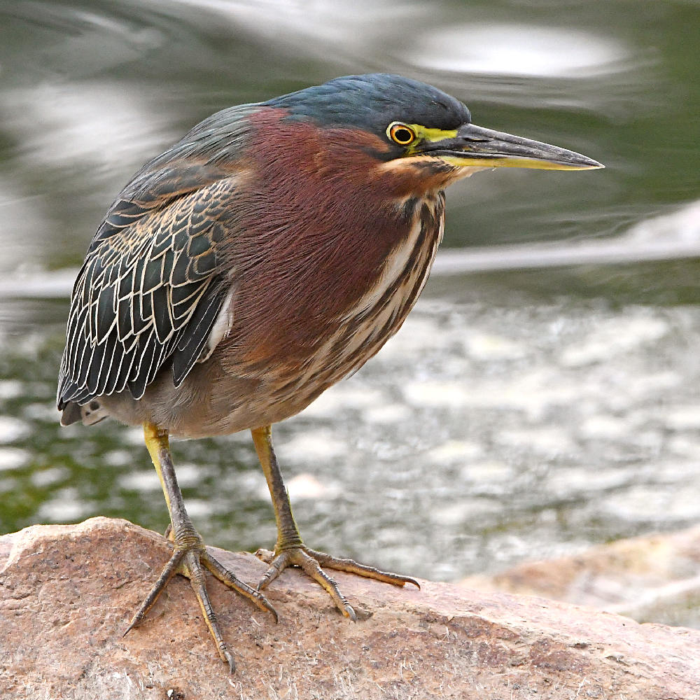 GreenHeron.jpg