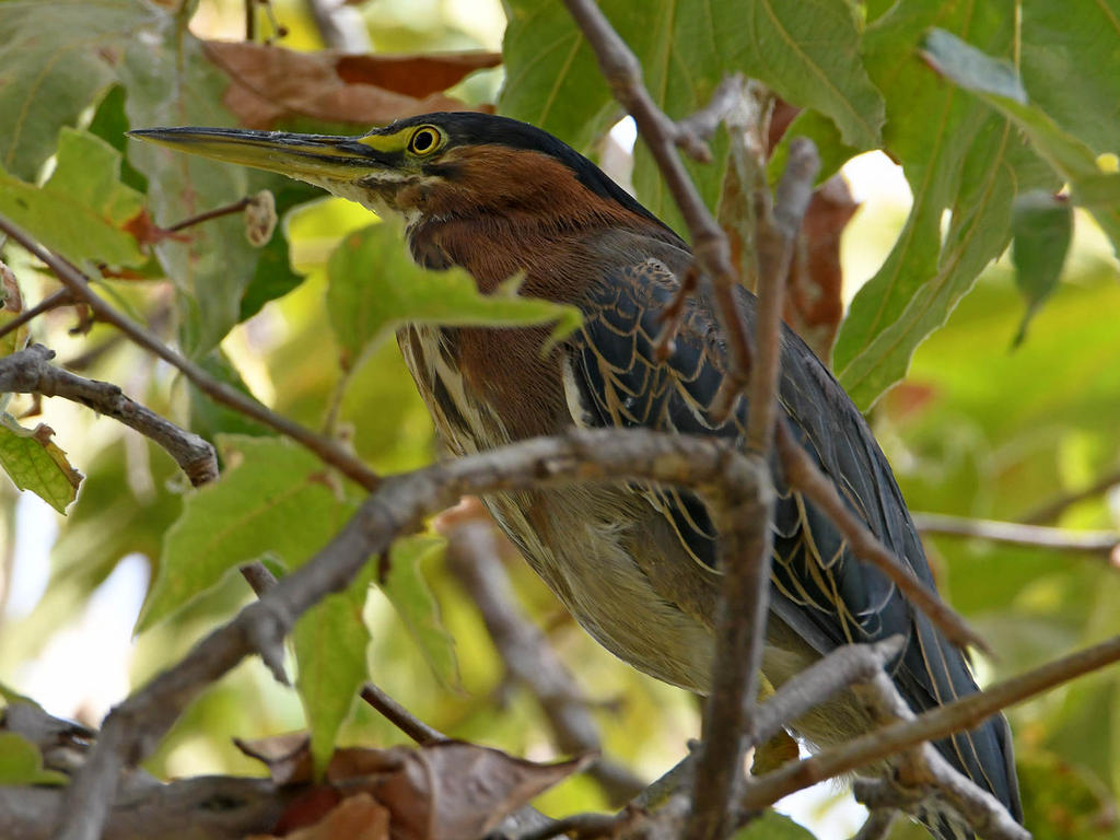 GreenHeron.jpg
