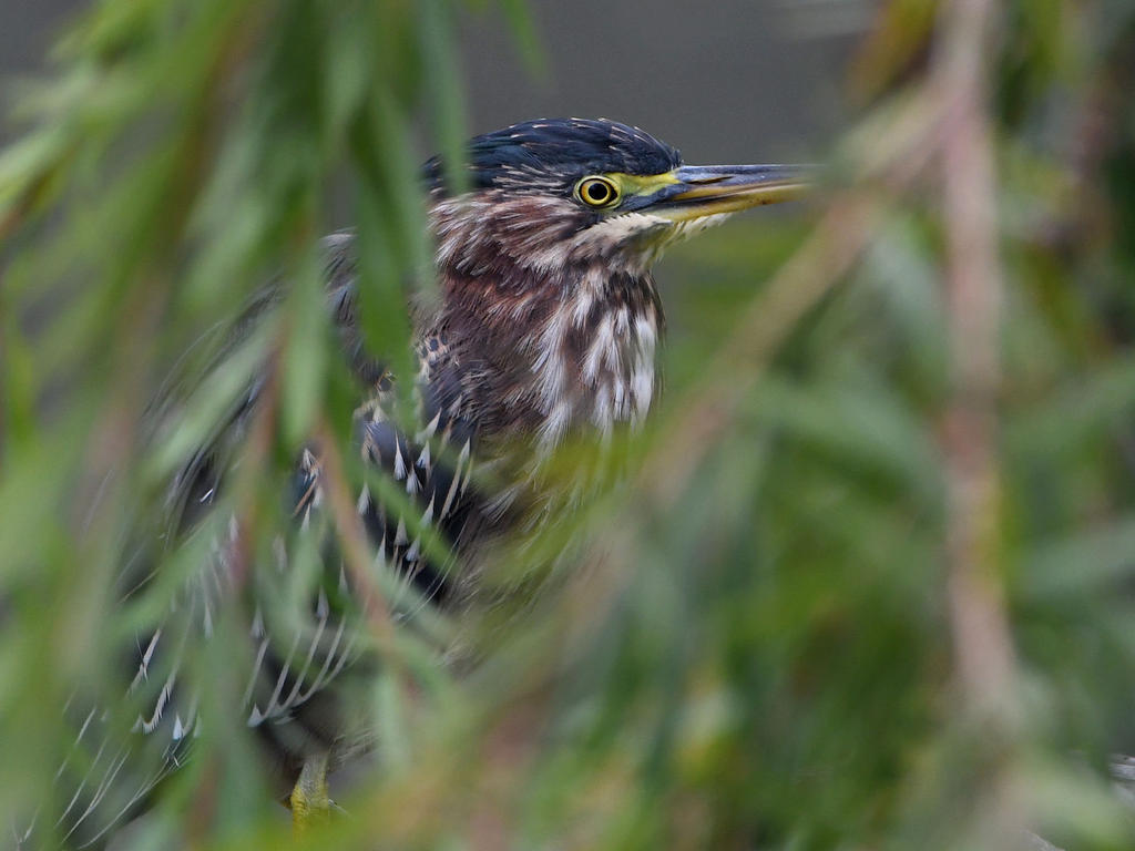 GreenHeron.jpg
