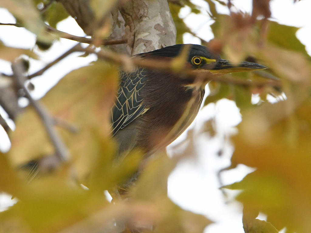 GreenHeron.jpg