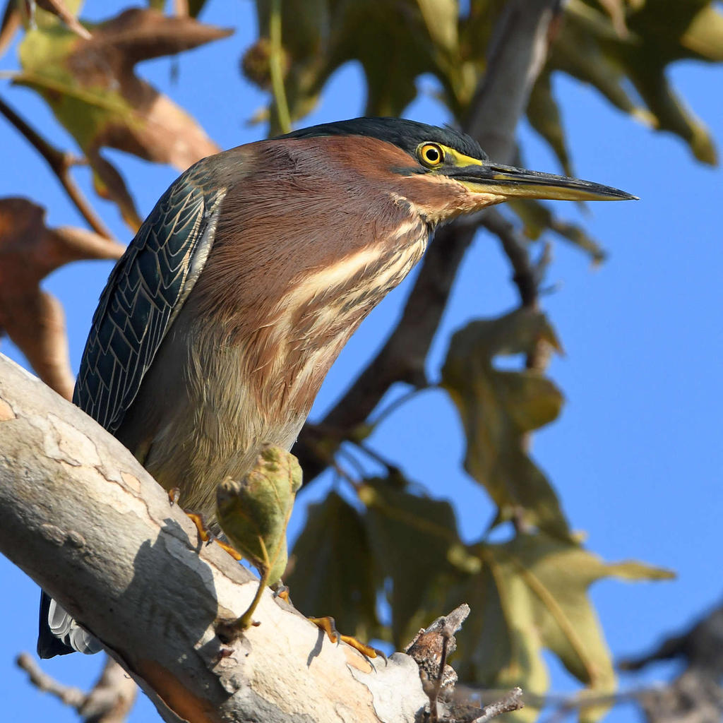 GreenHeron.jpg