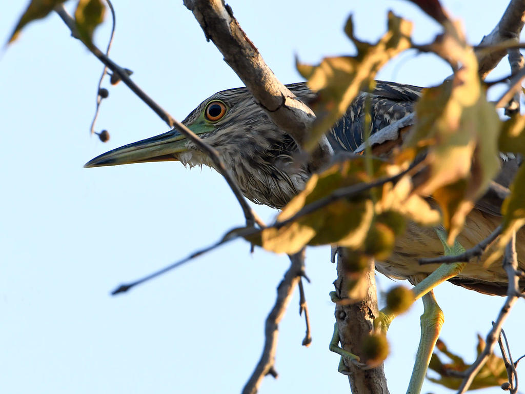 GreenHeron.jpg