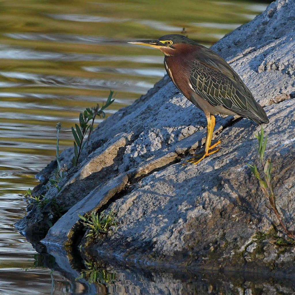 GreenHeron.jpg