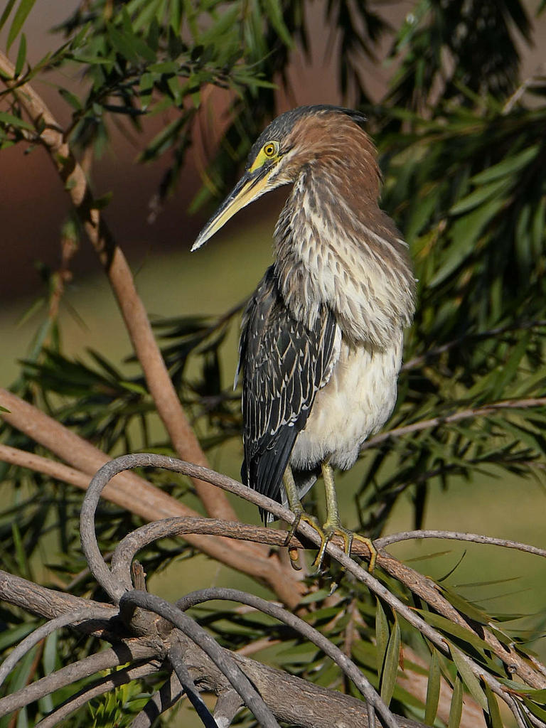 GreenHeron.jpg