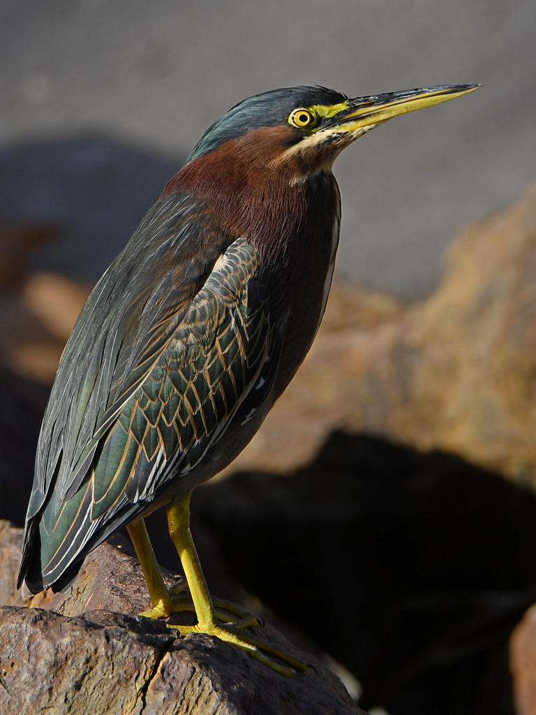 GreenHeron.jpg