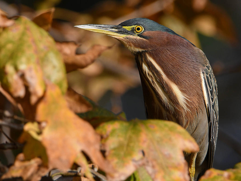 GreenHeron.jpg