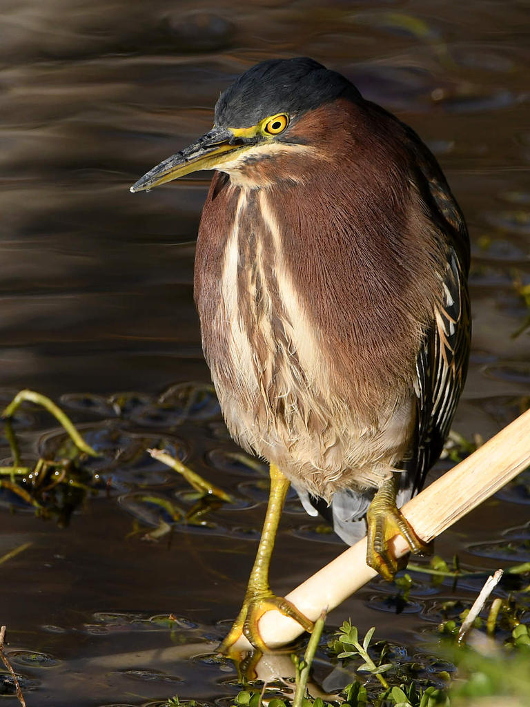 GreenHeron.jpg