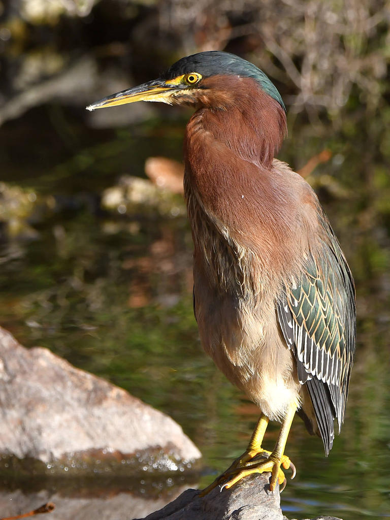 GreenHeron.jpg
