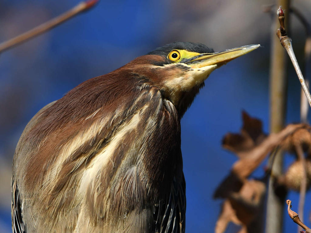 GreenHeron.jpg
