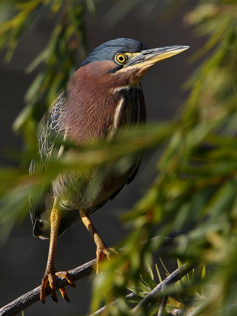 GreenHeron.jpg