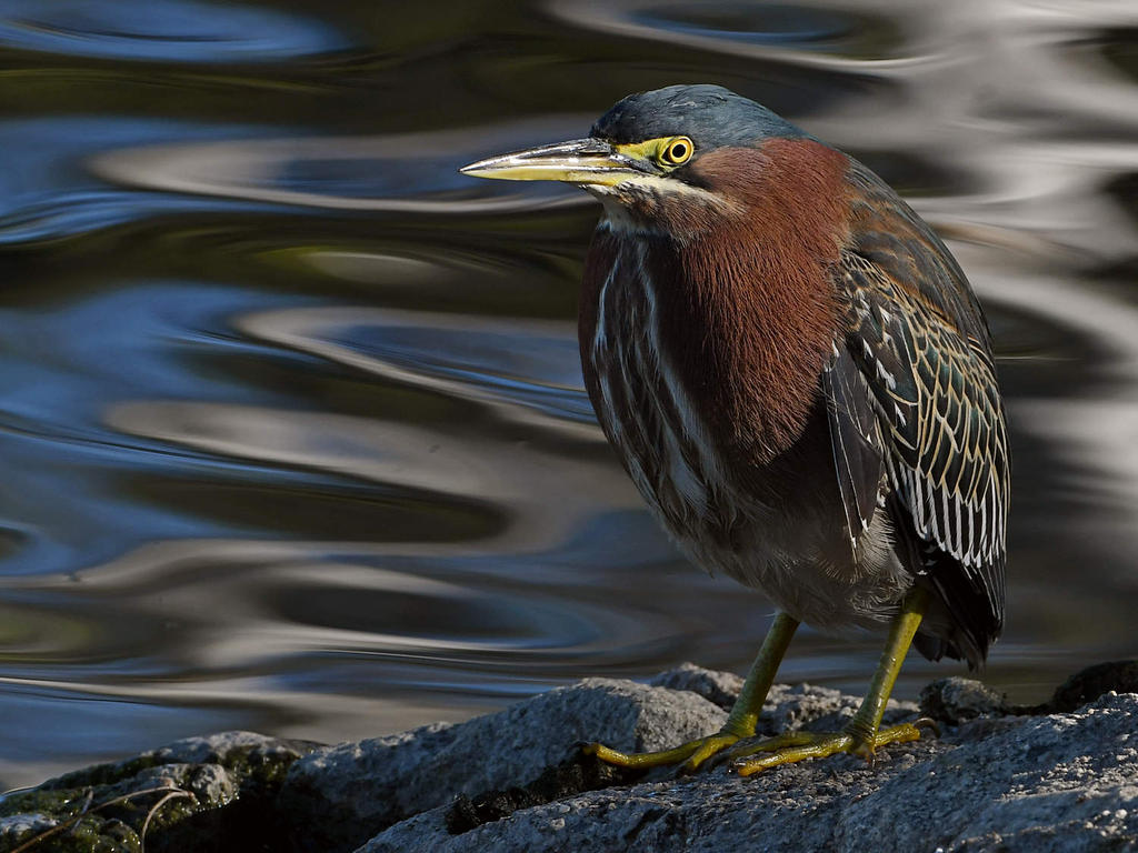 GreenHeron.jpg