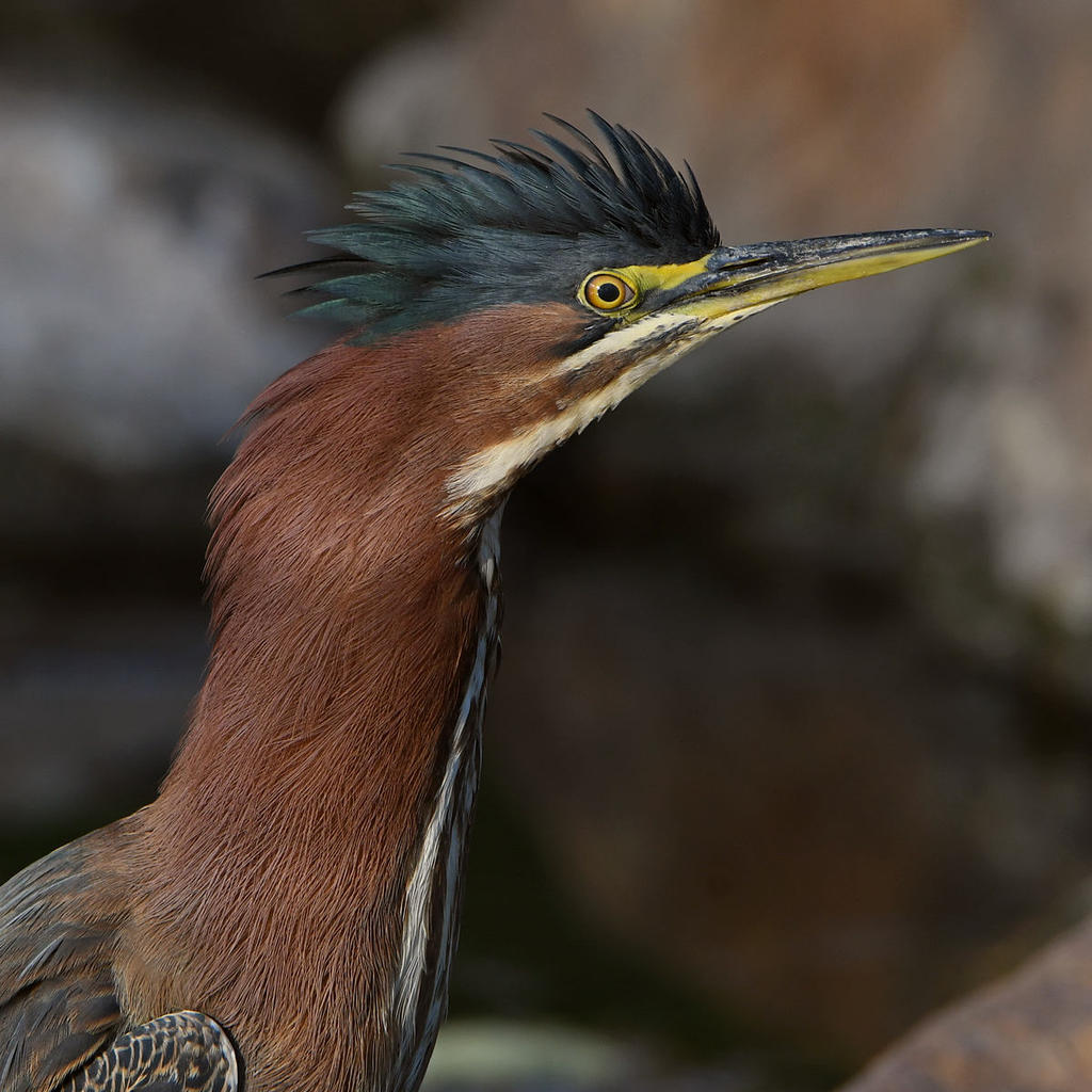 GreenHeron.jpg