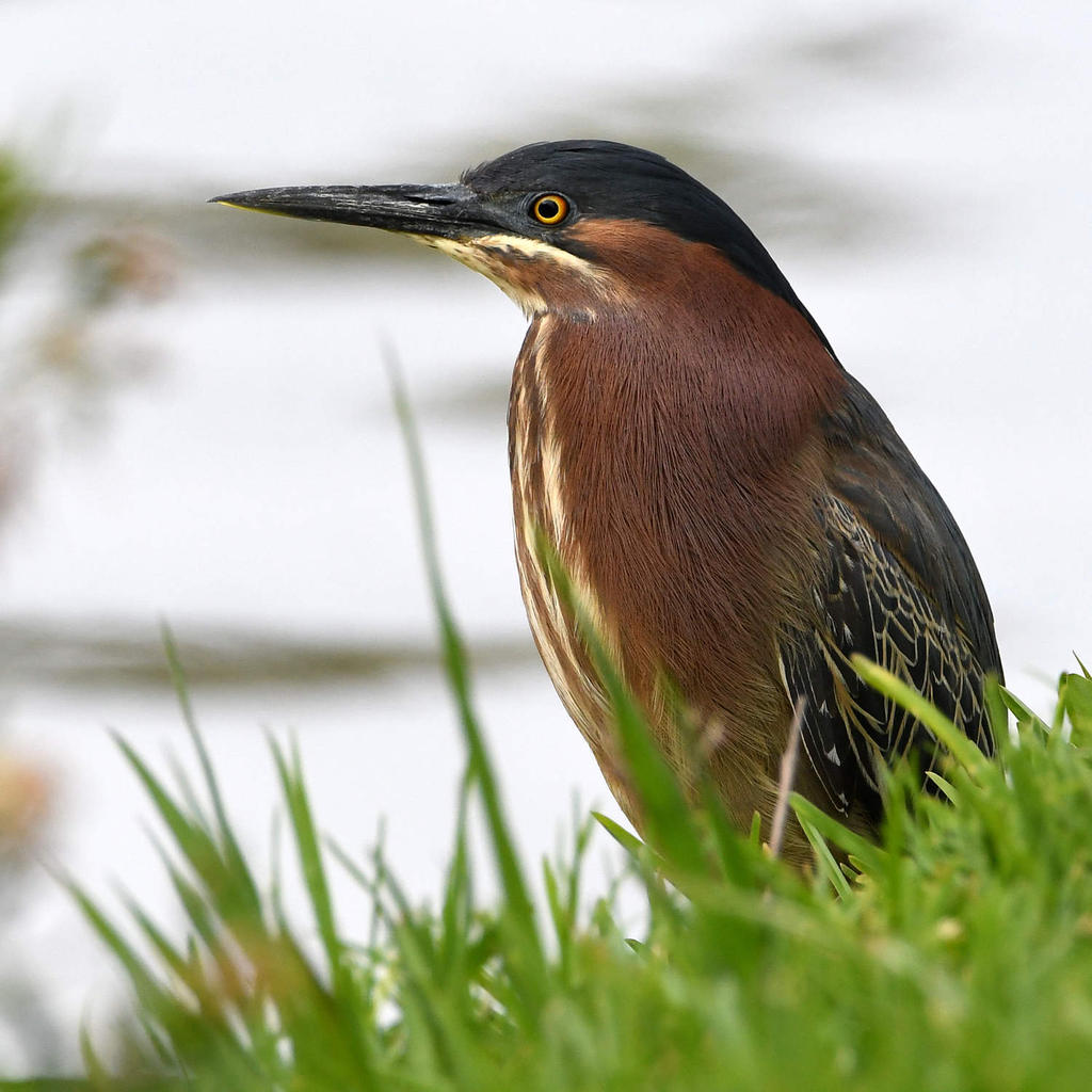GreenHeron.jpg
