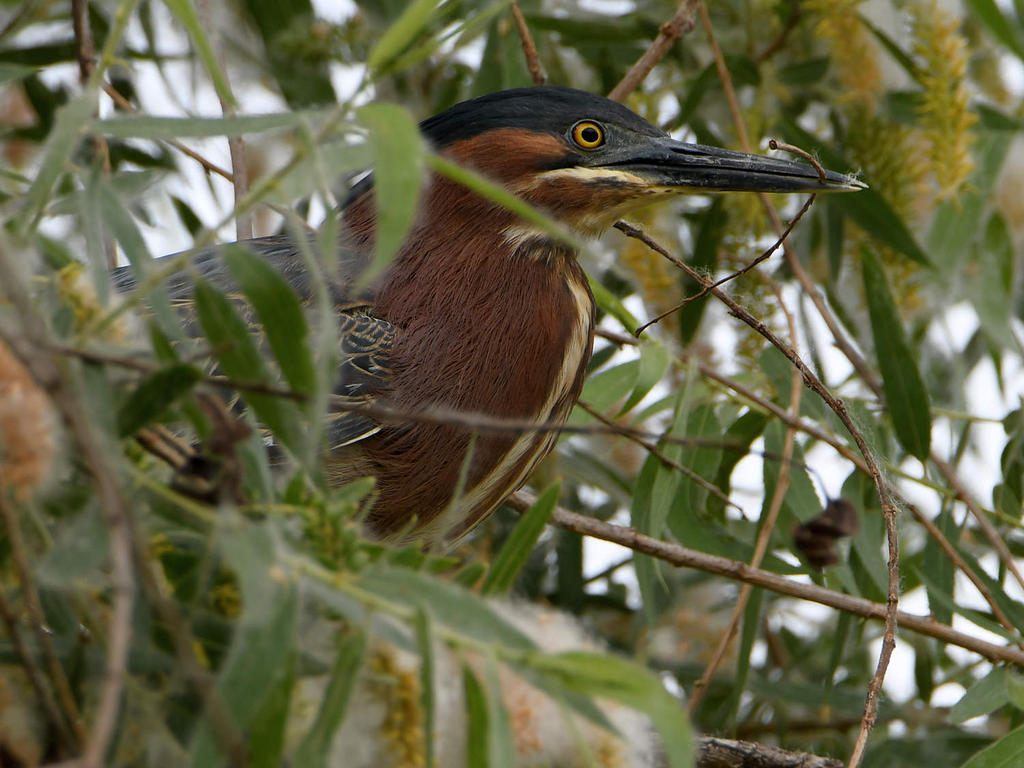 GreenHeron.jpg