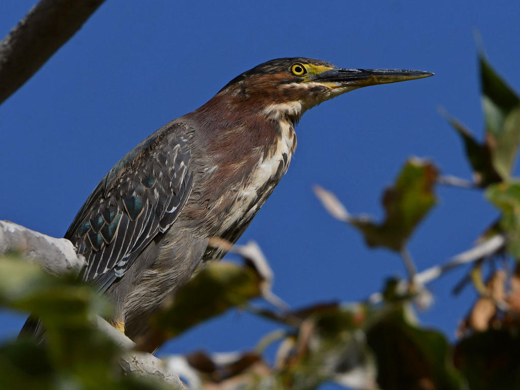 GreenHeron.jpg