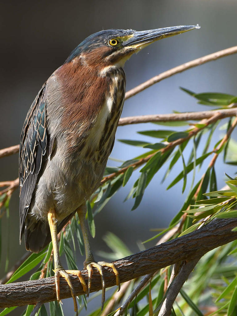 GreenHeron.jpg