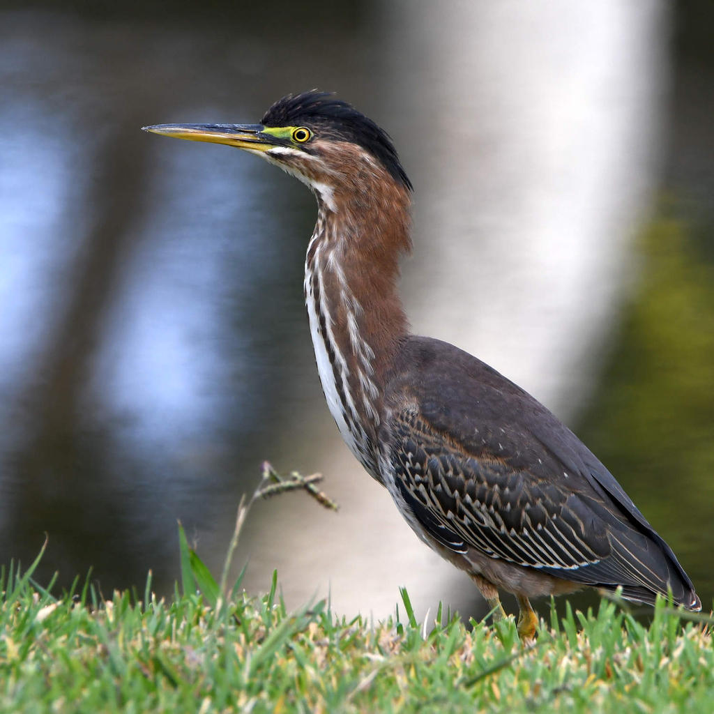 GreenHeron.jpg