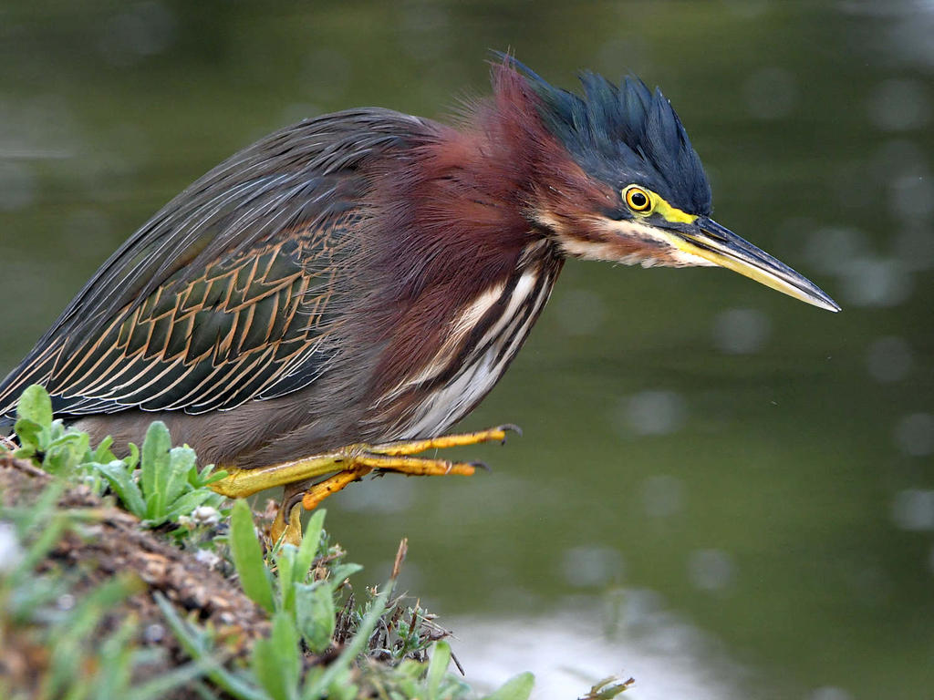 GreenHeron.jpg