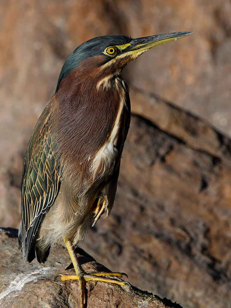 GreenHeron.jpg