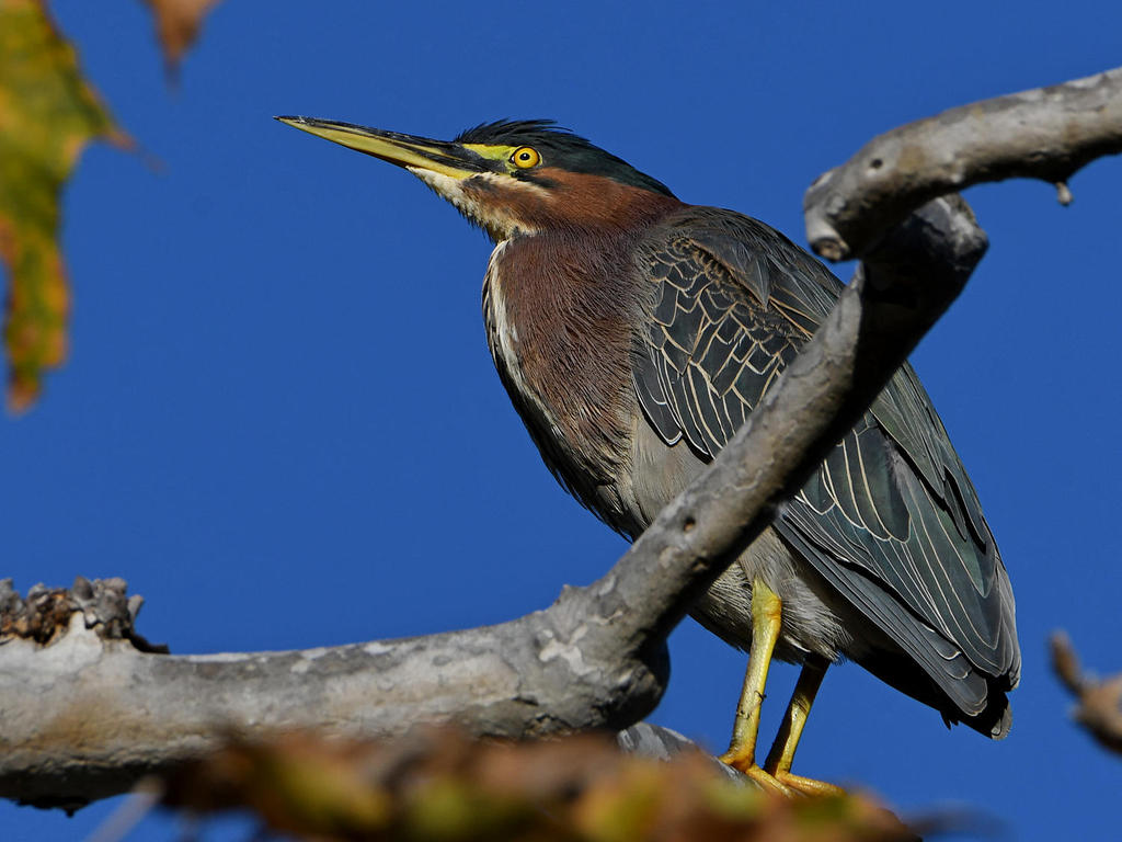 GreenHeron.jpg