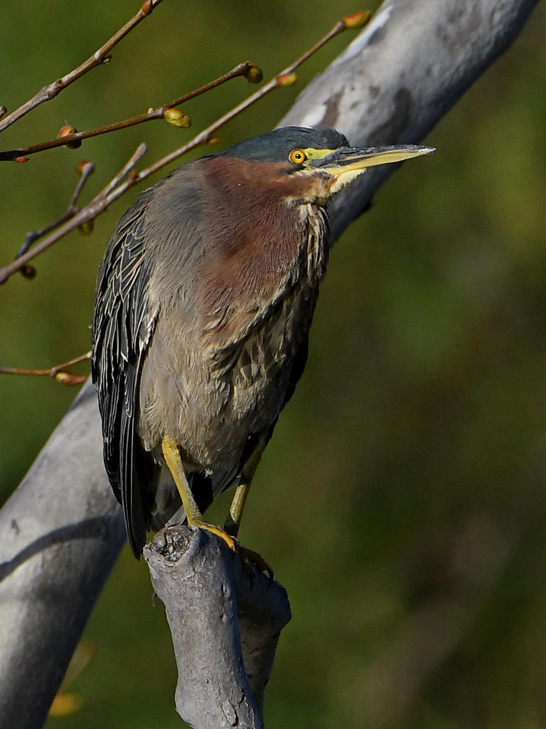 GreenHeron.jpg